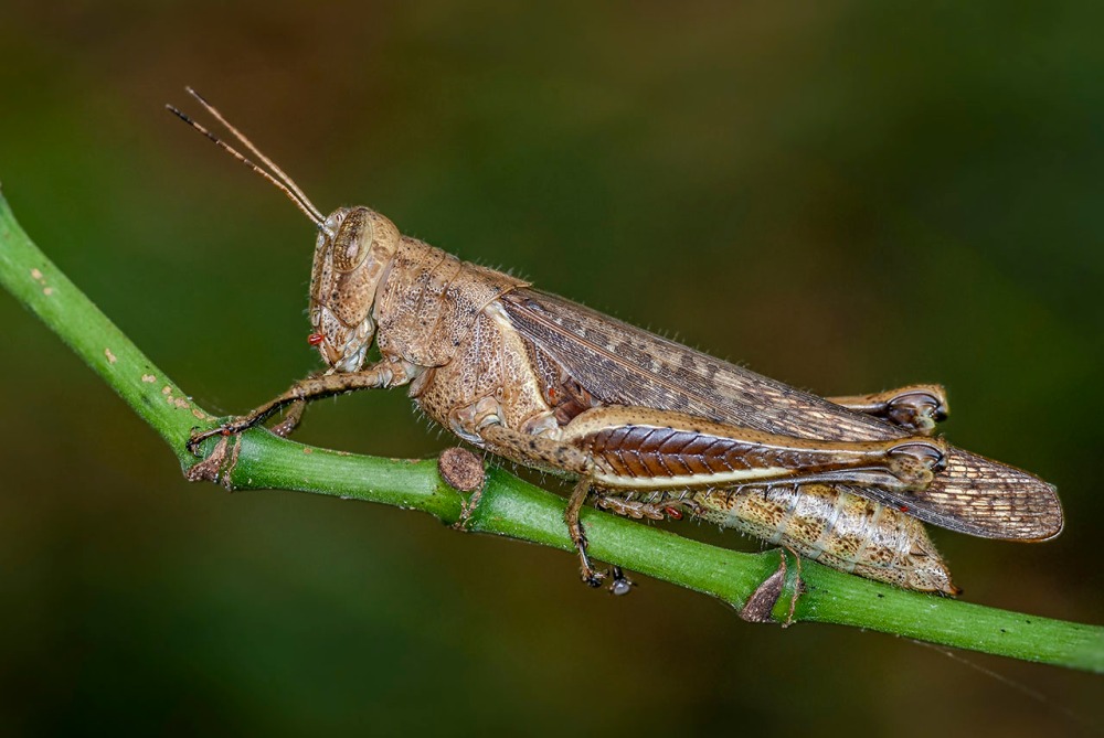 Grasshopper, Orthoptera, Acrididae sp, Costa Rica, Veridion Adventures, Nature Photography, Travel
