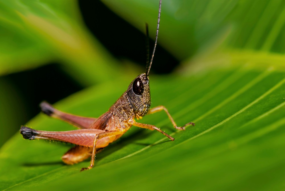 Grasshopper, Acrididae sp, Costa Rica, Veridion Adventures, Nature Photography, Travel