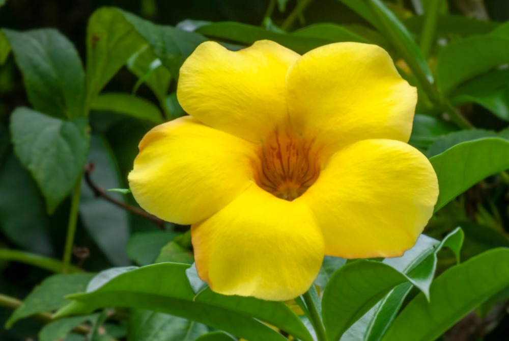 Apocyanaceae, Golden Trumpet Vine, Allamandra cathartica, Costa Rica, Veridion Adventures, Nature Photography, Travel