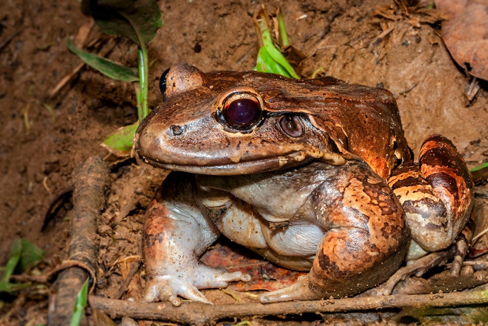 Amphibian, Savage's Thin-fingered Frog, Leptodactylus savagei, Costa Rica, Veridion Adventures, Nature Photography, Travel