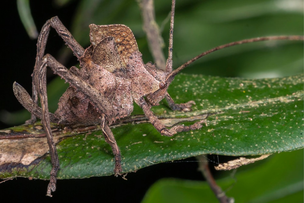 Katydid, Orthoptera, Leaf-mimicking Katydid, Mimeta sp, Costa Rica, Veridion Adventures, Nature Photography, Travel