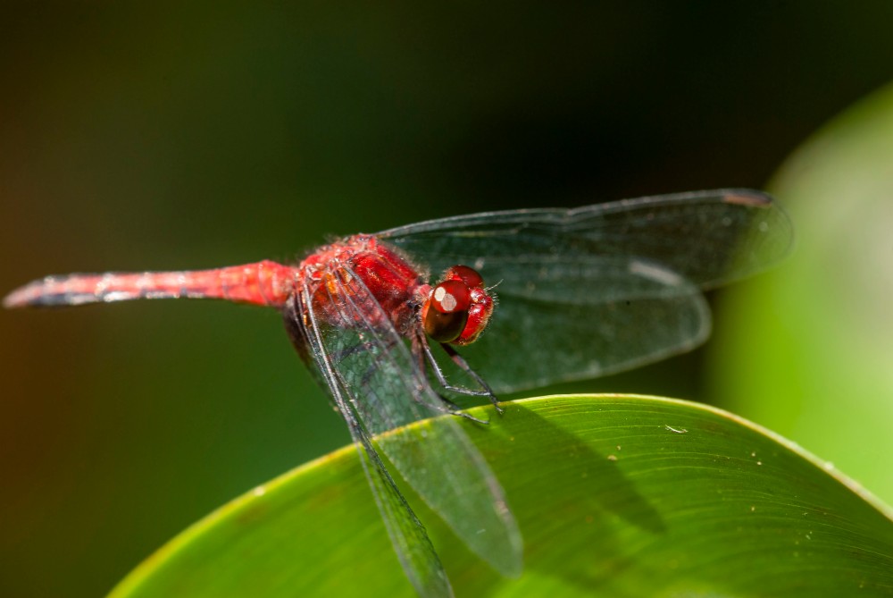 Dragonfly, Roseate Skimmer, Orthemis ferruginea, Costa Rica, Veridion Adventures, Nature Photography, Travel