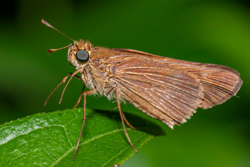Purple-washed Skipper Butterfly, Panoquina lucas, Hesperiidae, Hesperiinae, Costa Rica, Veridion Adventures, Nature Photography, Veridion Adventures, Travel,