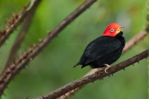 Red-capped-Manakin