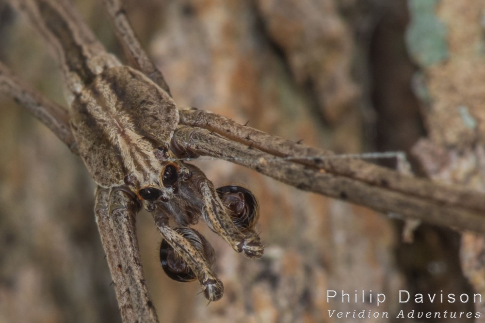 Rainforest animals. Rainforest Spiders. Spiders. Deinopis sp. Ogre-faced Spider. Costa Rica.