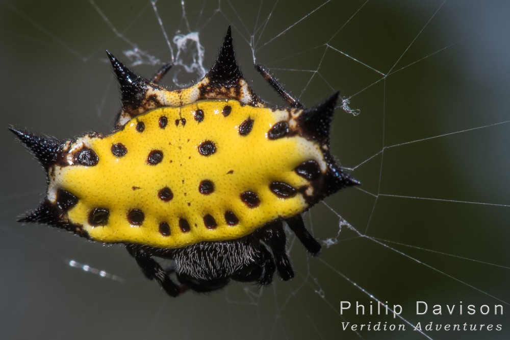 Rainforest Spiders. Rainforest animals. Gasteracanthinae. Spiny-bodied Spider. Costa Rica.