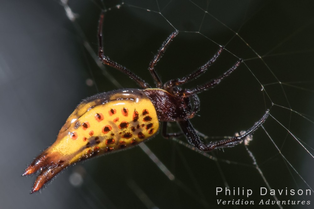 Rainforest animals. Rainforest Spiders. Spiny-bodied Spider. Micrathenidae. Costa Rica.